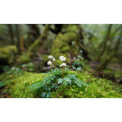 Obiektyw Sony FE 14mm F1.8 GM